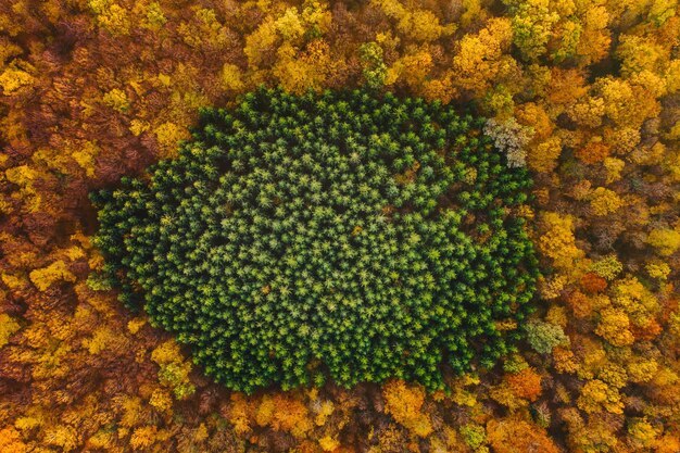 Vista aérea de los árboles que crecen en el bosque durante el otoño