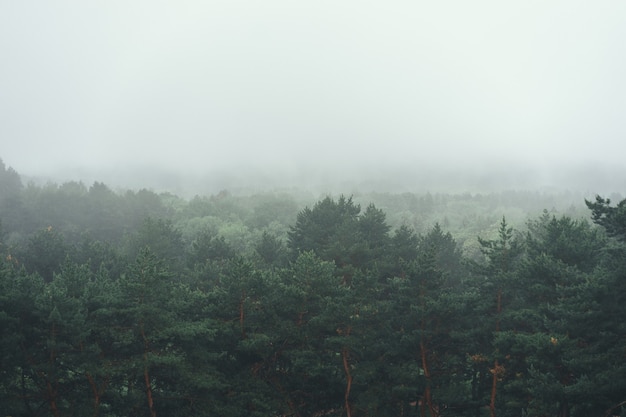 Vista aérea de árboles verdes de verano en el bosque en las montañas. Bosques de árboles forestales.