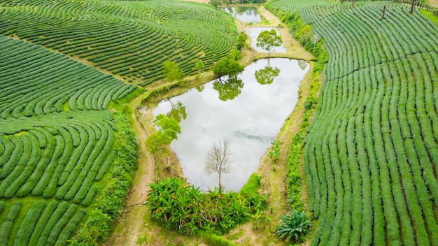 Vista aérea área agrícola