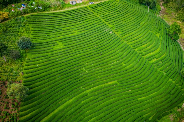 Vista aérea área agrícola