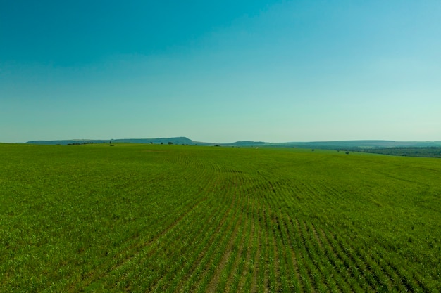 Vista aérea del área de plantación de caña de azúcar con montañas