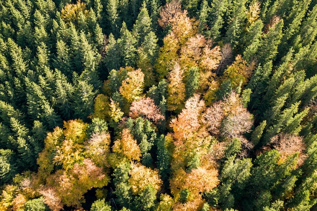 Vista aérea de arriba hacia abajo del bosque de otoño verde y amarillo con muchos árboles frescos.