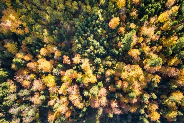 Vista aérea de arriba hacia abajo del bosque de otoño verde y amarillo con muchos árboles frescos.