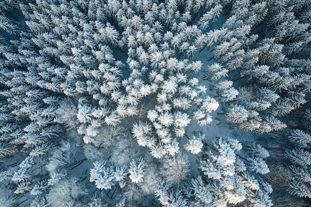 Vista aérea de arriba hacia abajo del bosque de pinos de hoja perenne cubierto de nieve después de las fuertes nevadas en los bosques de montaña de invierno en un día frío y tranquilo.