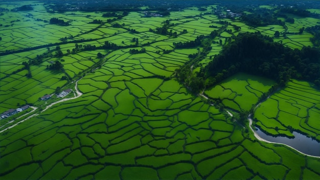 Foto vista aérea de los arrozales