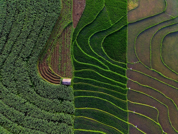 Vista aérea de asia en el área de campo de arroz de indonesia con terrazas de arroz verde