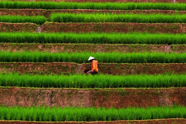Foto vista aérea de asia en indonesia campos de arroz con hermosas terrazas