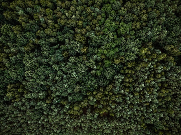 Vista aérea de aviones no tripulados sobre bosque siempreverde