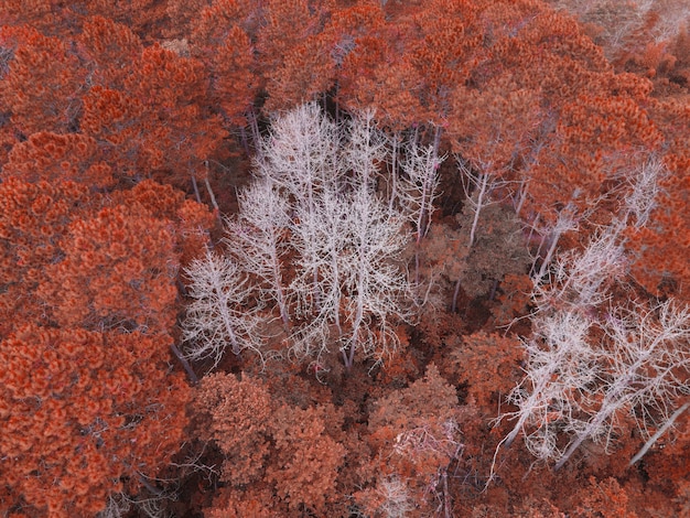 Vista aérea bosque árbol ambiente bosque naturaleza fondo, textura de árbol de naranja amarillo y árbol muerto vista superior bosque desde arriba paisaje vista de pájaro bosque de pinos Otoño Orange Rush