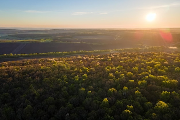 Vista aérea del bosque con árboles verdes frescos a principios de primavera al atardecer