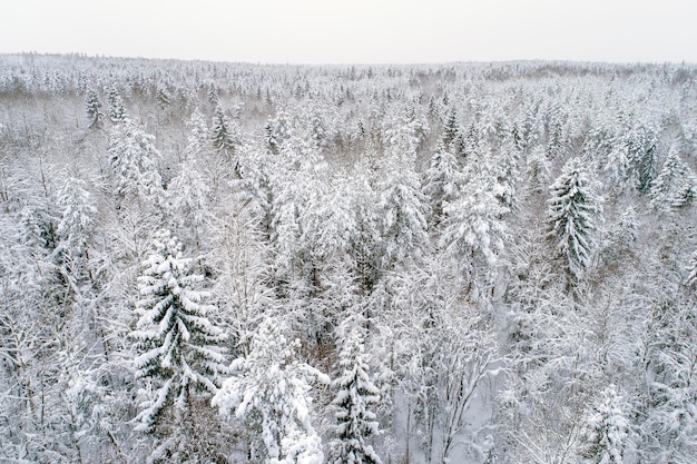 Vista aérea de un bosque caducifolio cubierto de nieve Paisaje invernal Las copas de los árboles están cubiertas de nieve blanca