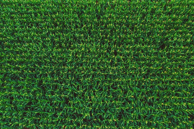 Vista aérea del bosque de campos de maíz