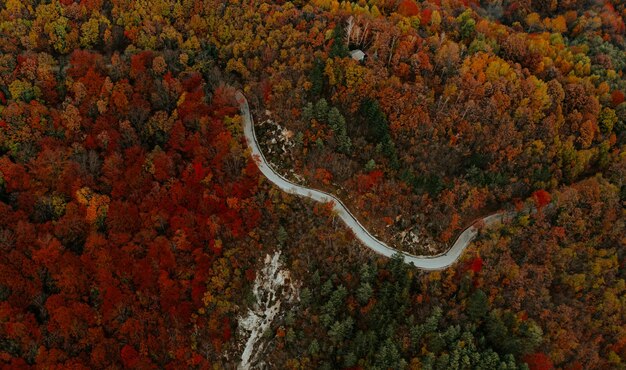 Foto vista aérea del bosque colorido de otoño