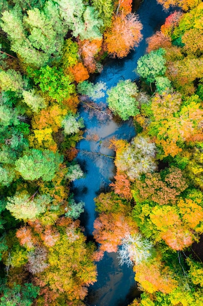 Vista aérea del bosque colorido y el río azul en otoño
