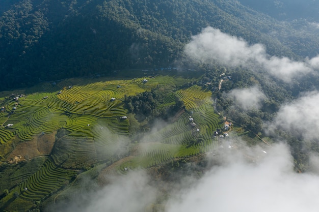 Vista aérea del bosque cubierto de nubes