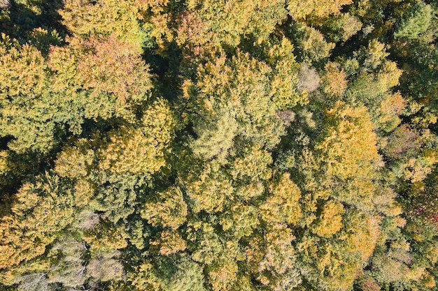 Vista aérea de un bosque exuberante con copas de árboles verdes y amarillas en los bosques de otoño en un día soleado