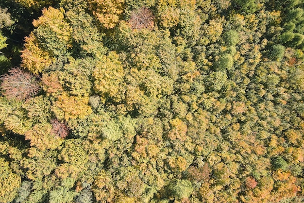 Vista aérea de un bosque exuberante con copas de árboles verdes y amarillas en los bosques de otoño en un día soleado