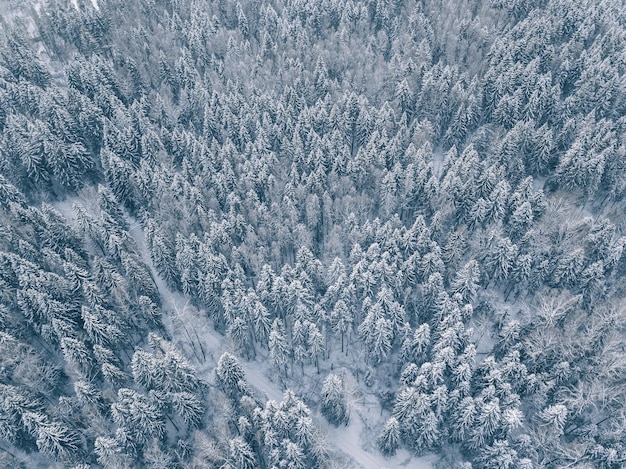 Vista aérea del bosque invernal cubierto de nieve y escarcha fotografía de drones