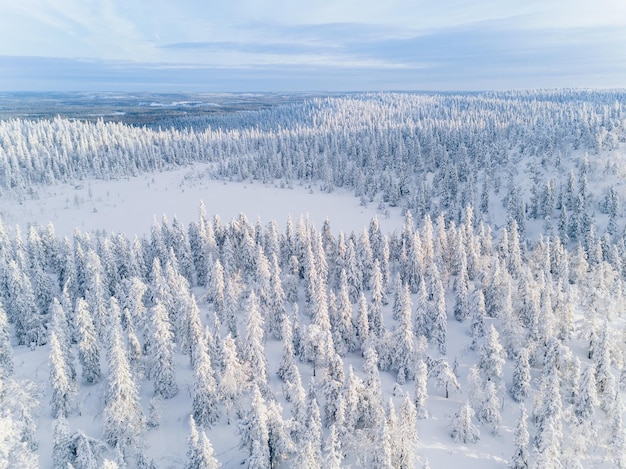 Vista aérea del bosque invernal cubierto de nieve en Finlandia Fotografía de drones de Laponia