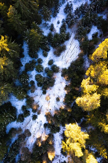 Vista aérea del bosque de invierno desde arriba durante la puesta del sol