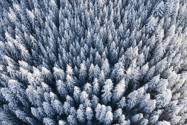 Vista aérea del bosque en invierno Paisaje natural de invierno desde el aire Bosque bajo la nieve en invierno Paisaje desde drone