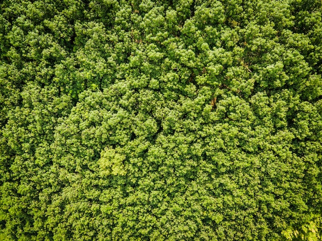 Vista aérea del bosque, medio ambiente, bosque, naturaleza, fondo, árbol verde, vista superior, bosque desde arriba
