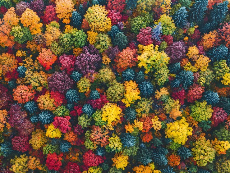 Vista aérea del bosque en medio del otoño con árboles coloridos generados por la IA