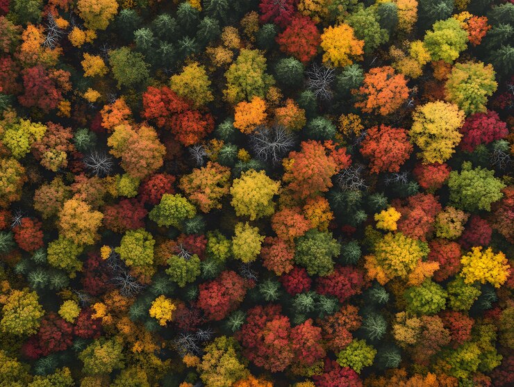 Vista aérea del bosque en medio del otoño con árboles coloridos generados por la IA
