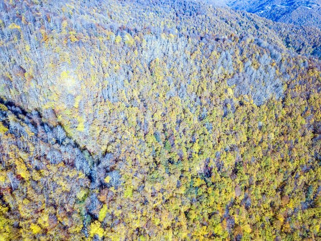 Vista aérea del bosque de las montañas del Cáucaso en otoño en Krasnaya Polyana, Rusia.