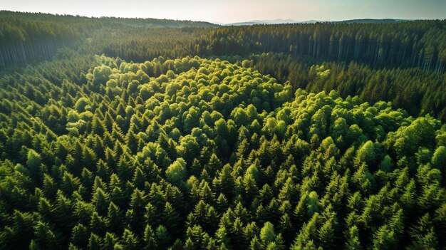 una vista aérea de un bosque con muchos árboles