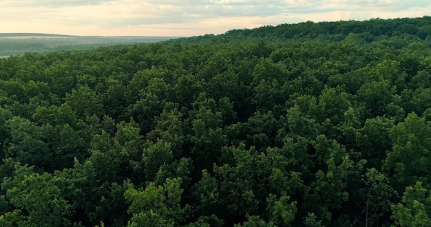 Foto vista aérea del bosque naturaleza fondo medio ambiente paisaje árboles verdes y exuberantes follaje horizonte verano