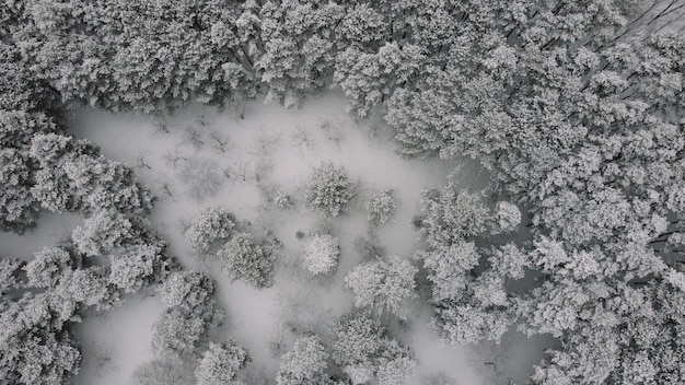 vista aerea del bosque nevado