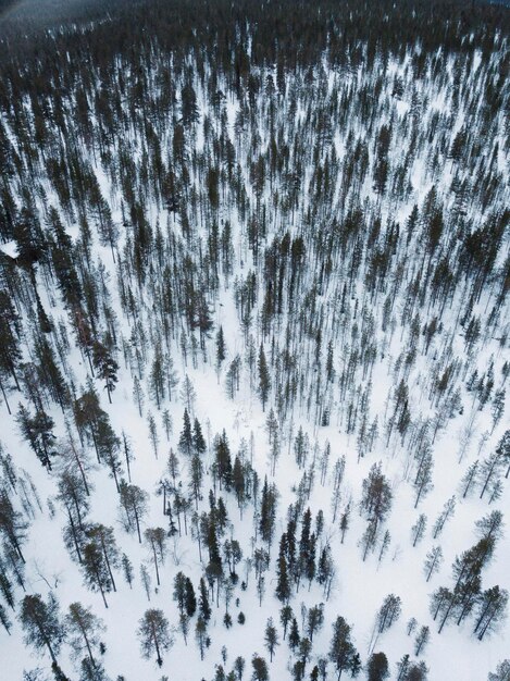 Vista aérea de un bosque nevado