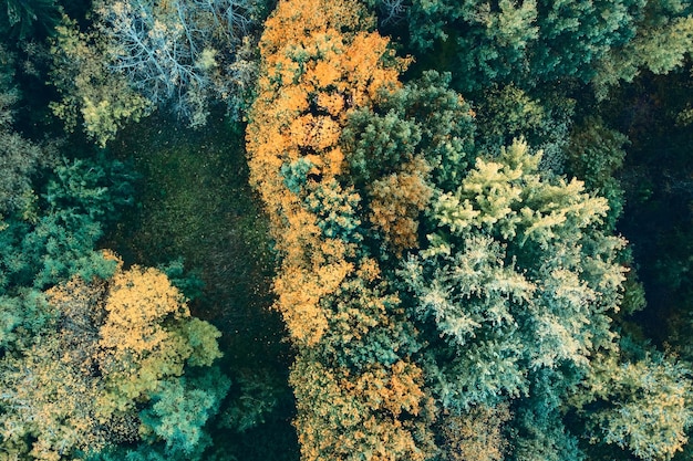 Vista aérea del bosque o parque de otoño
