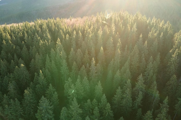 Vista aérea de un bosque oscuro y brumoso iluminado con rayos de luz solar con pinos al amanecer de otoño. Increíble bosque salvaje al amanecer brumoso. Concepto de protección del medio ambiente y la naturaleza.