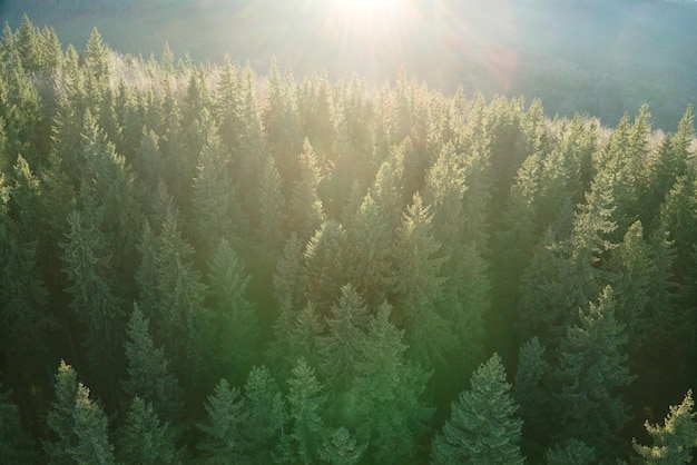 Vista aérea de un bosque oscuro y brumoso iluminado con rayos de luz solar con pinos al amanecer de otoño Increíble bosque salvaje al amanecer brumoso Concepto de protección del medio ambiente y la naturaleza