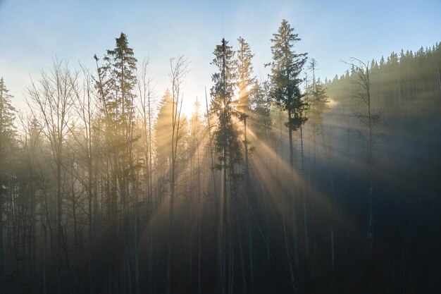 Vista aérea de un bosque oscuro y brumoso iluminado con rayos de luz solar con pinos