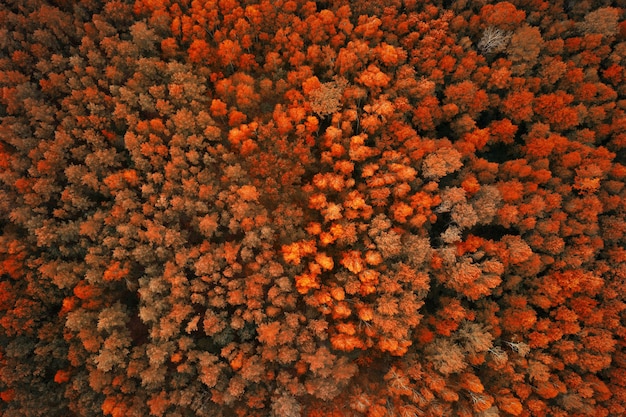 Vista aérea del bosque otoñal con naranjos.