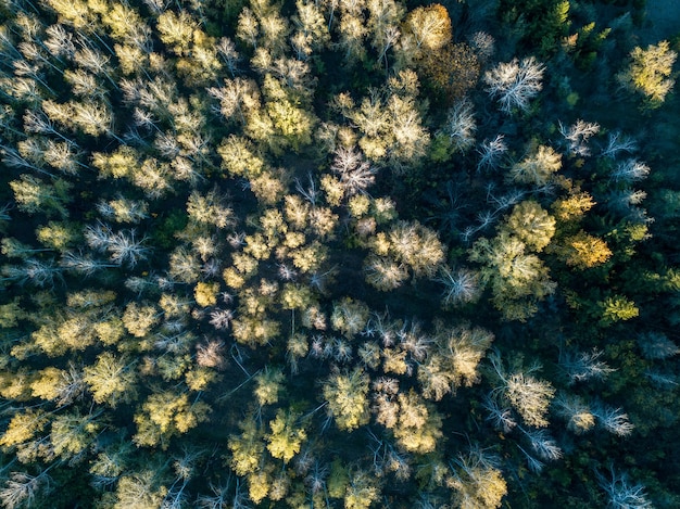 Vista aérea del bosque en otoño con árboles coloridos. Fotografía de drones.