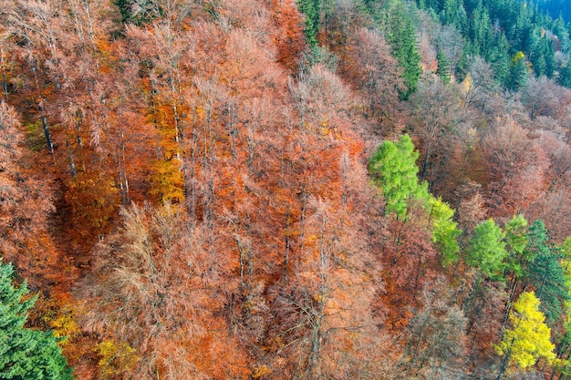 Vista aérea del bosque de otoño brillante