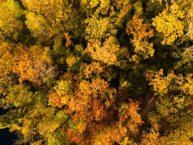 Vista aérea del bosque de otoño cerca del río por la tarde