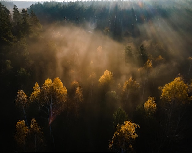 Vista aérea del bosque de otoño en la luz de la mañana durante el amanecer Bosque de niebla en la niebla de la mañana