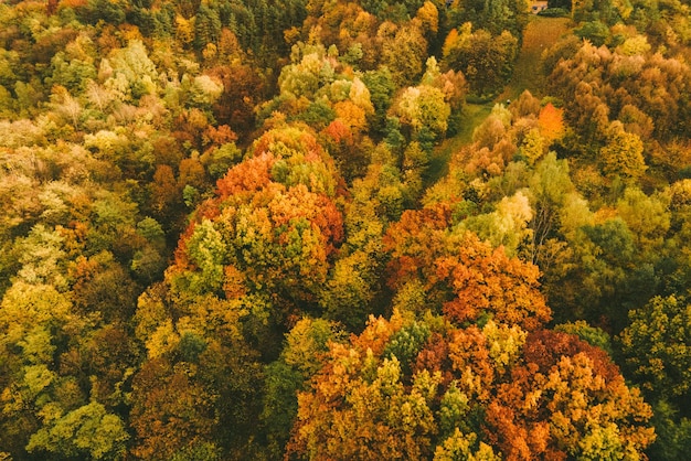 vista aérea del bosque de otoño