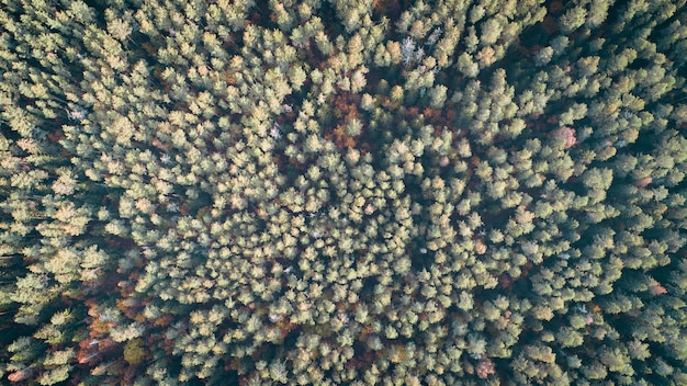 Vista aérea del bosque de otoño