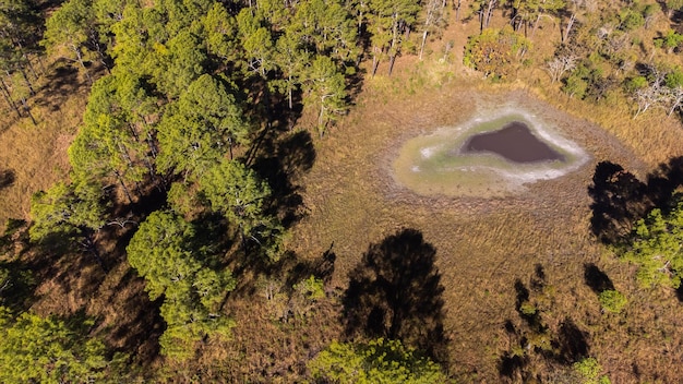 Vista aérea de un bosque paisajístico