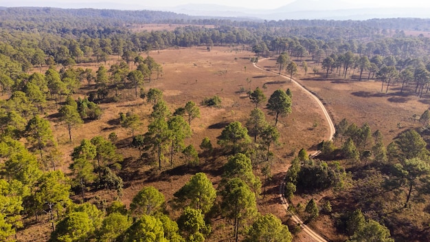 Vista aérea de un bosque paisajístico