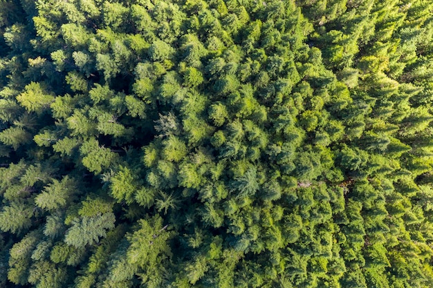 Vista aérea de un bosque de pinos en Canadá