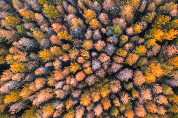 Vista aérea de un bosque de pinos en la fotografía de drones de otoño