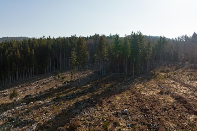 Vista aérea del bosque de pinos con una gran área de árboles talados como resultado de la industria global de deforestación Influencia humana dañina en la ecología mundial
