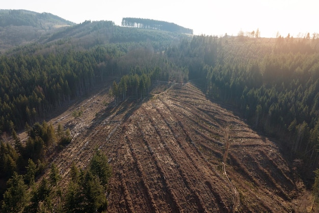 Vista aérea del bosque de pinos con una gran área de árboles talados como resultado de la industria global de deforestación Influencia humana dañina en la ecología mundial